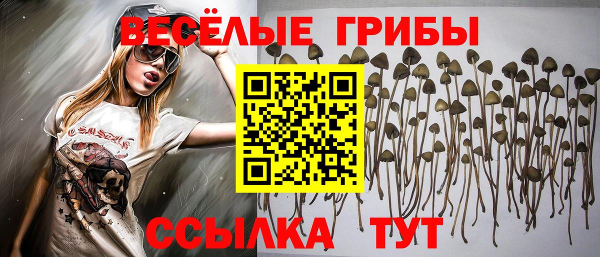 Новодвинск  Галлюциногенные грибы Cubensis  наркошоп  Вход с VPN  Галлюциногенные грибы Psilocybine cubensis 